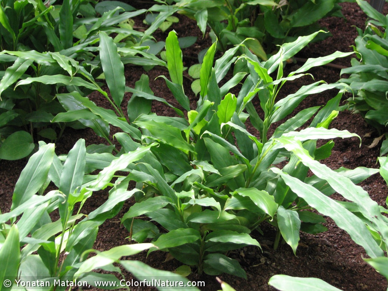 Malabar ، true cardamom